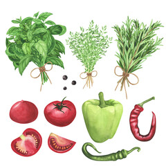 Ripe tomatoes, fresh basil with herbs and spices set on white background. Watercolor hand drawing illustration design