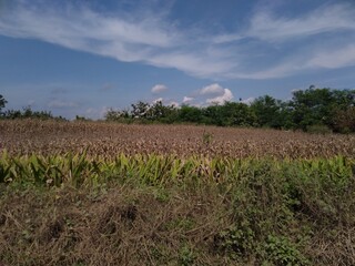 corn field under sky