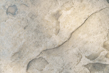 Tree bark texture natural pattern background . High quality photo