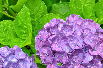 雨上がりの紫陽花（Hydrangea）