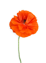 Beautiful bright red poppy flower on white background, top view