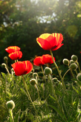 Fototapeta premium Beautiful red poppy flowers outdoors on sunny day