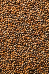 Aromatic coriander grains as background, top view