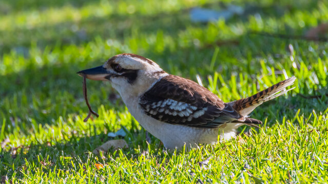 Laughing Kookaburra on the grass with something to eat