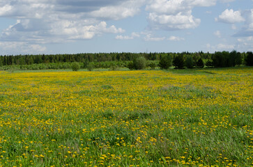 Fototapeta premium Blooming dandelion meadows in spring