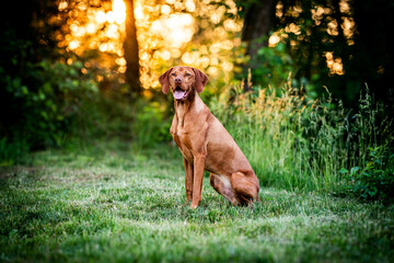 Ein Magyar Vizsla sitzt vor der Kamera im Abendlicht