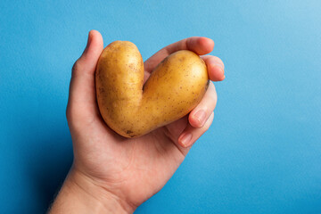 Man holds heart shaped ugly potato on blue background. Ugly vegetables