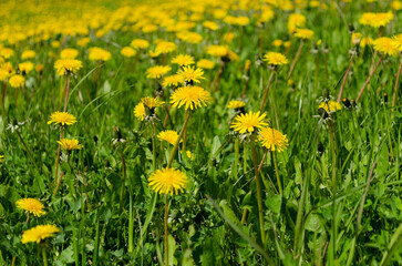 Blooming dandelion meadows in spring