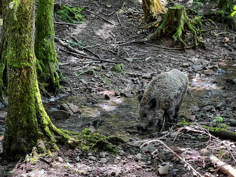 Wildschwein, Wald, wild, Schwarzwild, Schwein, Baum