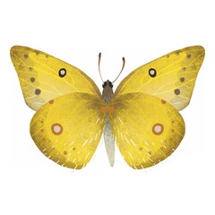 Lovely yellow butterfly with colorful wings and antennae isolated on white background. Pretty flying moth top view. Gorgeous exotic spring insect. Colored flat textured realistic illustration