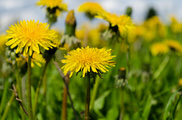 Blooming dandelion meadows in spring