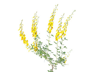 The black broom yellow flowers isolated on white