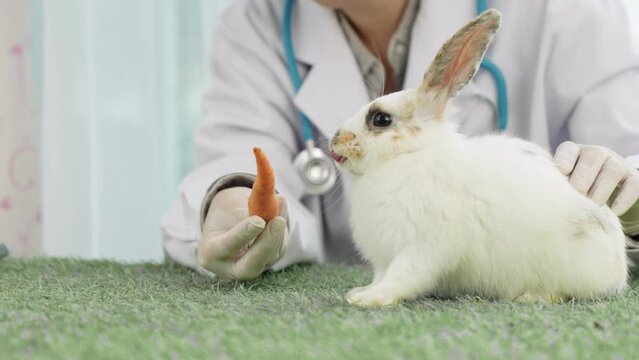 The vet is feeding carrots to cute white rabbits. Cute Little rabbit healthy