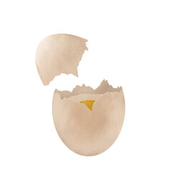 Realistic drawn chicken egg broken in half, follows yolk and protein on a white, isolated.