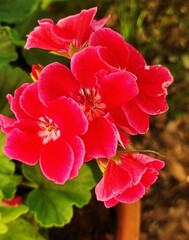 Fototapeta na wymiar red rose bush