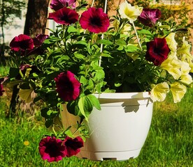 flowers in pots