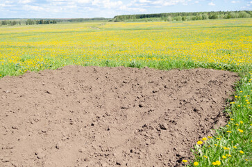 vegetable garden and dandelions, spring