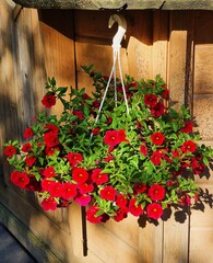 flowers on the fence