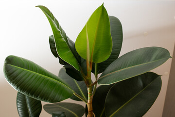 The large green leaves of the flower
