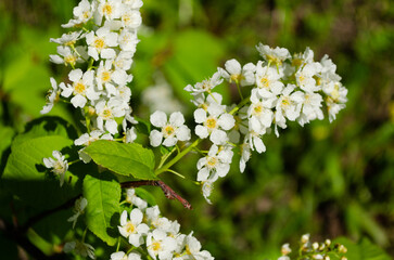 blooming bird cherry in spring