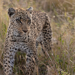 Old leopardess in tall grass