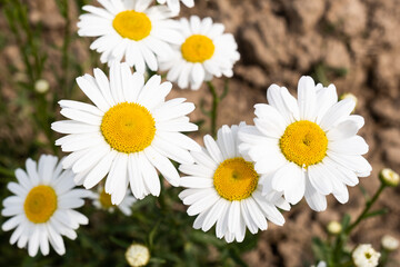 Chamomile or daisy flower on the green natural background, close up and macro image