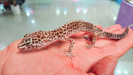 Young Gekon lamparci sits on palm