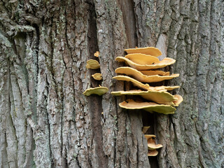 Edible mushroom - Sulphur shelf (Laetiporus sulphureus) grows on an oak trunk