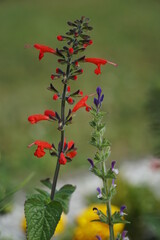 A branch of red scarlet sage close up