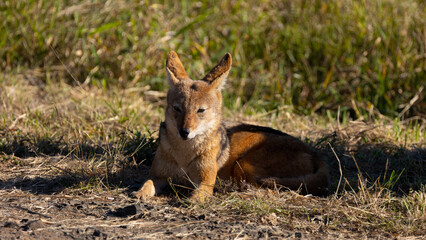 Black back jacal soaking up the sun