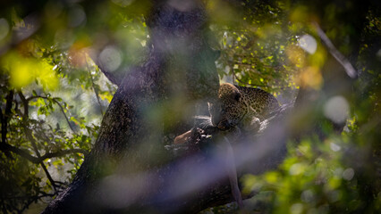 Big male leopard feeding on an impala in a tree