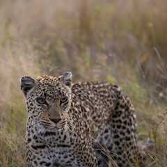 Old leopardess in tall grass