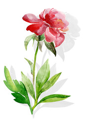 Peonies   pattern,flowers watercolor illustration.Image on white and colored background.
