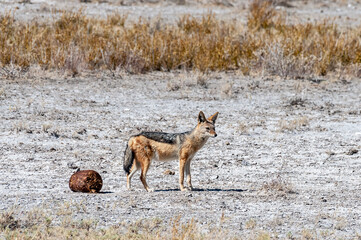A side-striped Jackal -Canis Adustus- hunting for prey in Etosha National Park, Namibia.