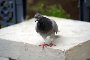 Portrait of a gray pigeon in a city park
