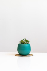 Succulent in a pot stands on a white table