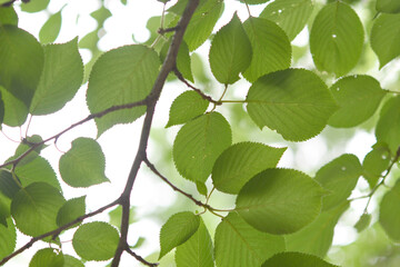 Fototapeta na wymiar 清々しい緑の葉