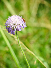 Blühende lila Blume mit Käfer