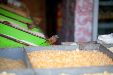Pajarillos comiendo grano en un puesto callejero. Marrakech (Marruecos).