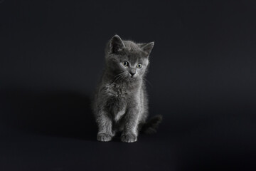 Fototapeta na wymiar Beautiful little blue Russian kittens
