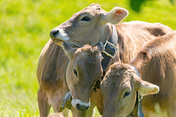 Kühe - Allgäu - Kälber - niedlich - Braunvieh - lustig