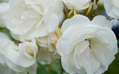 Fototapeta na wymiar White roses, macro photography, wedding in summer