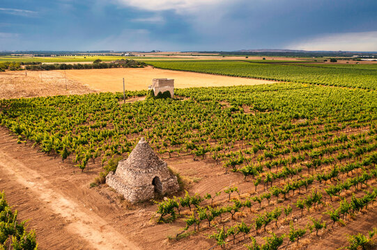 Trullo tra i vigneti e i campi di grano a Lizzano, Salento