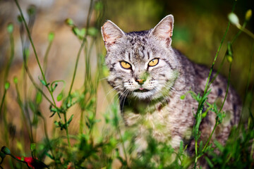 Stripped cat in meadow, back lit by evening summer light