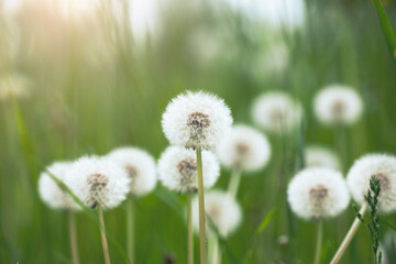 Summer dandelion field at sunrise light, flower background, closeup nature