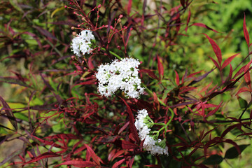 white beautiful flower there is a place for the inscription