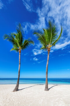 Palm trees in blue sky in Paradise white sand beach in tropical sea in exotic island.	