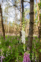 Close up of a white blooming botanical Foxglove, Digitalis purpurea, Alba in the sunlight among coniferous trees in a coniferous forest
