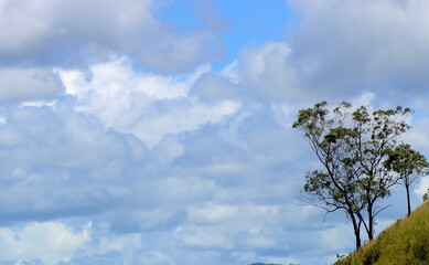 Obraz premium sky and tree