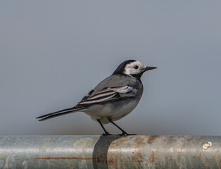 Bachstelze sitzt auf einem Metallrohr